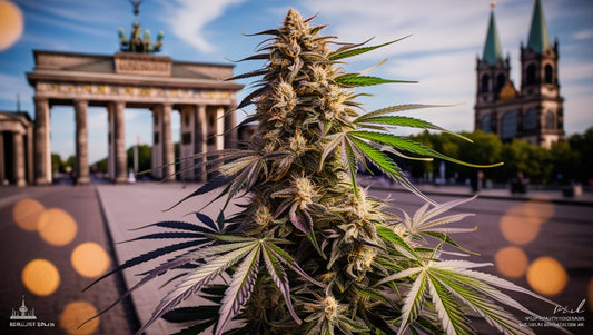 The Best Social Clubs in Berlin