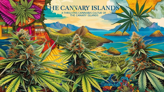 How to Get Weed in Lanzarote