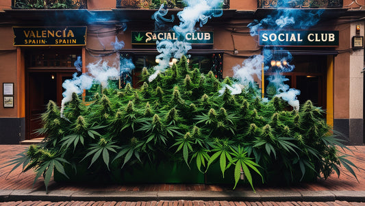 How to Get Weed in Valencia