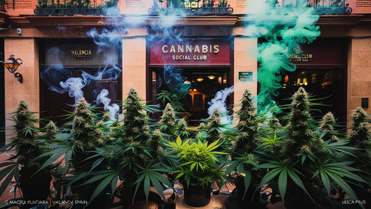 The Best Cannabis Social Clubs in Valencia