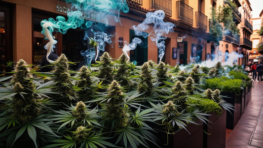 How to Get Weed in Alicante