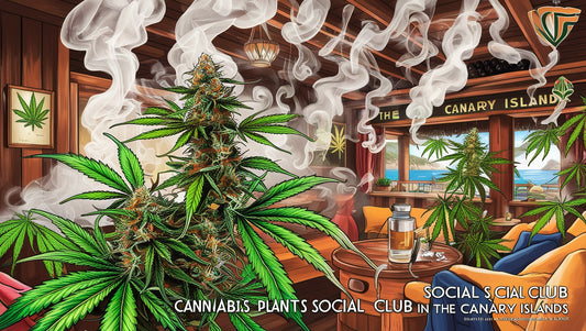 How to Get Cannabis in Gran Canaria