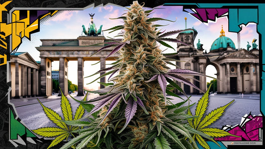 Where Can I Buy Weed in Berlin