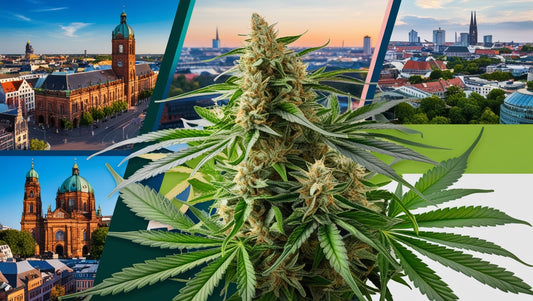 The Best Cannabis Social Clubs in Hannover