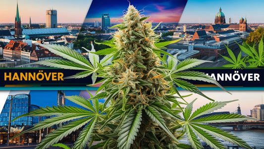 Your Cannabis Guide for Hannover
