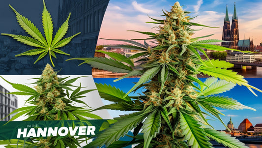 The Best Cannabis Lounges in Hannover