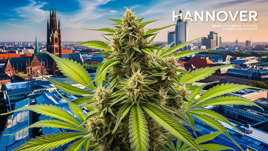 How to Get Cannabis in Hannover