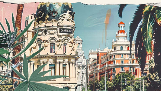 How to Get Cannabis in Madrid: The Zaza Way